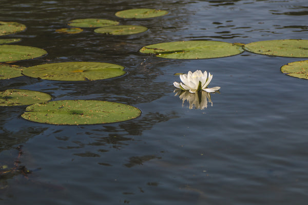 Mirage Autonomous Pond Protector disguised as a floating water lily pad planter